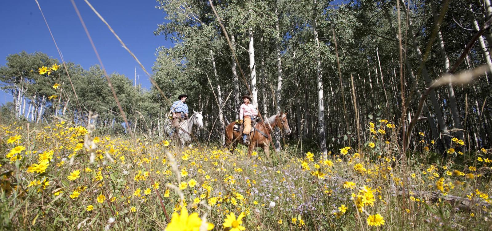 rocky mountain views via horseback